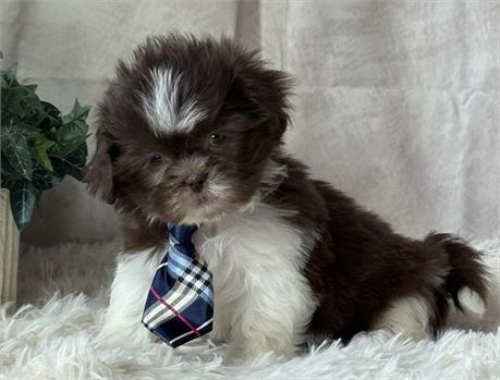 Male Chocolate and white Shih Tzu