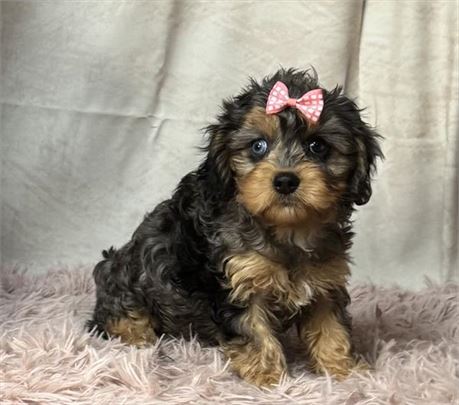 Cavapoo blue merle STUNNING!