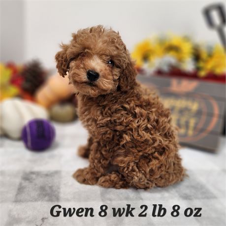 Toy / Miniature Poodle Gwen 2587-03
