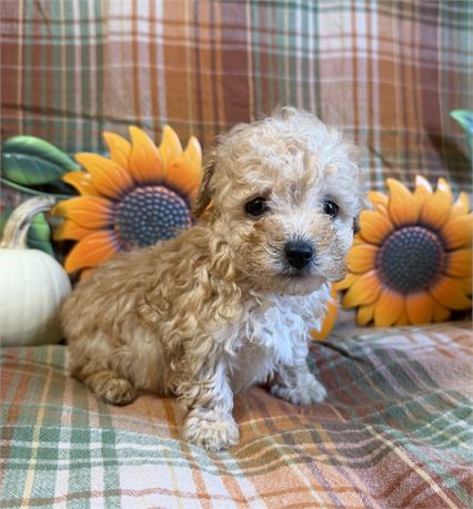 Toy Poodle - Emily’s # 2 (M)