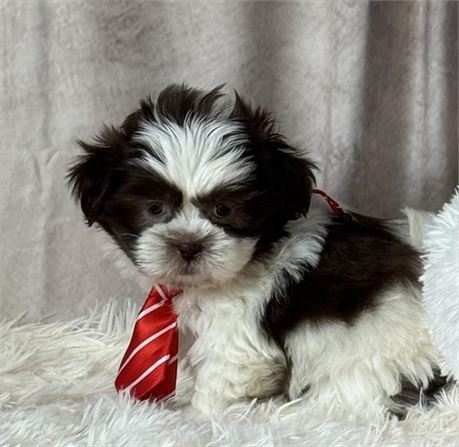 Male Chocolate and white Shih Tzu