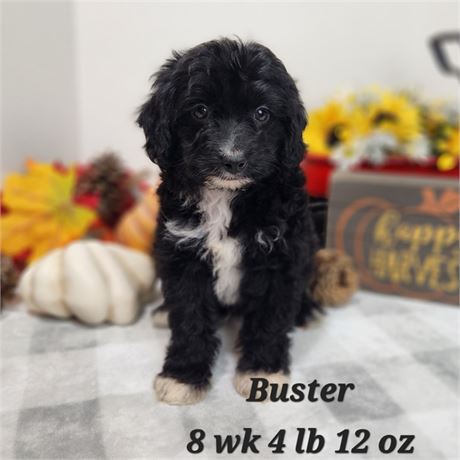 Miniature Aussiedoodle Bruiser 2583-03