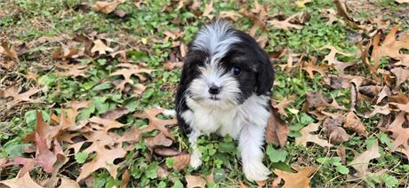 Male tri color Cavapoo