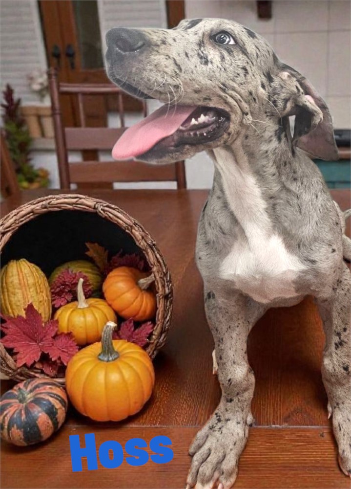 Merle Dane Hoss