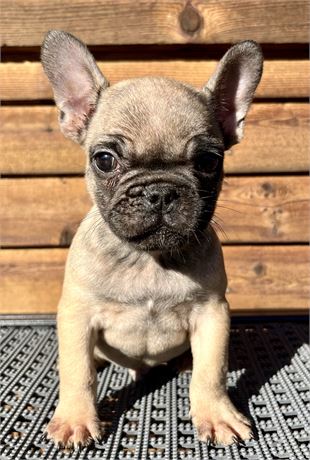 FAWN WITH BLACK MASK AKC USDA CLEAN