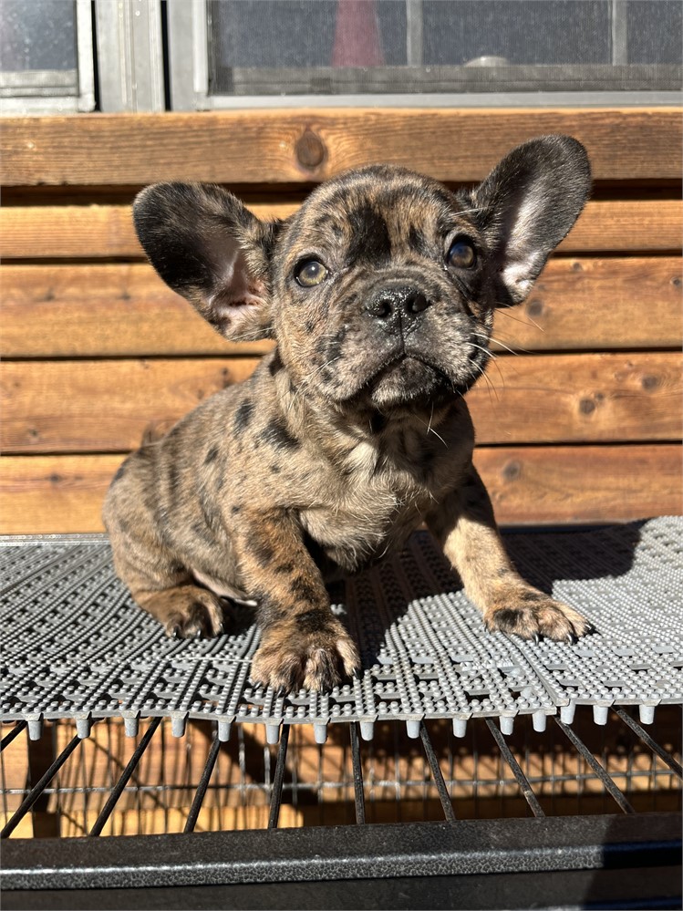 GORGEOUS MERLE AKC USDA CLEAN