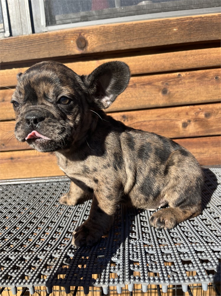 GORGEOUS MERLE AKC USDA CLEAN