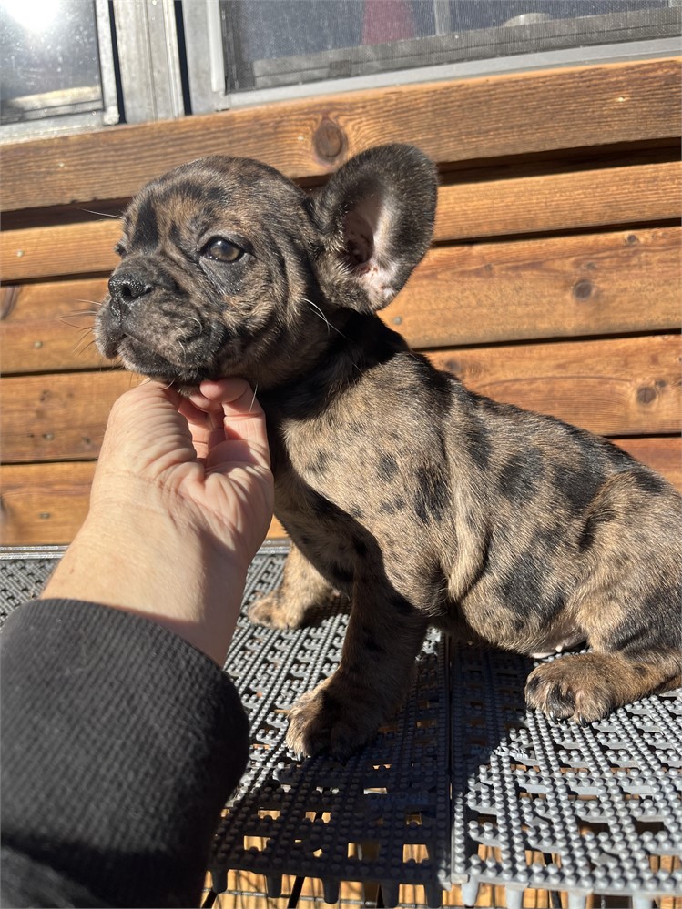 GORGEOUS MERLE AKC USDA CLEAN