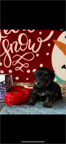 Toy Cockapoo Male #3