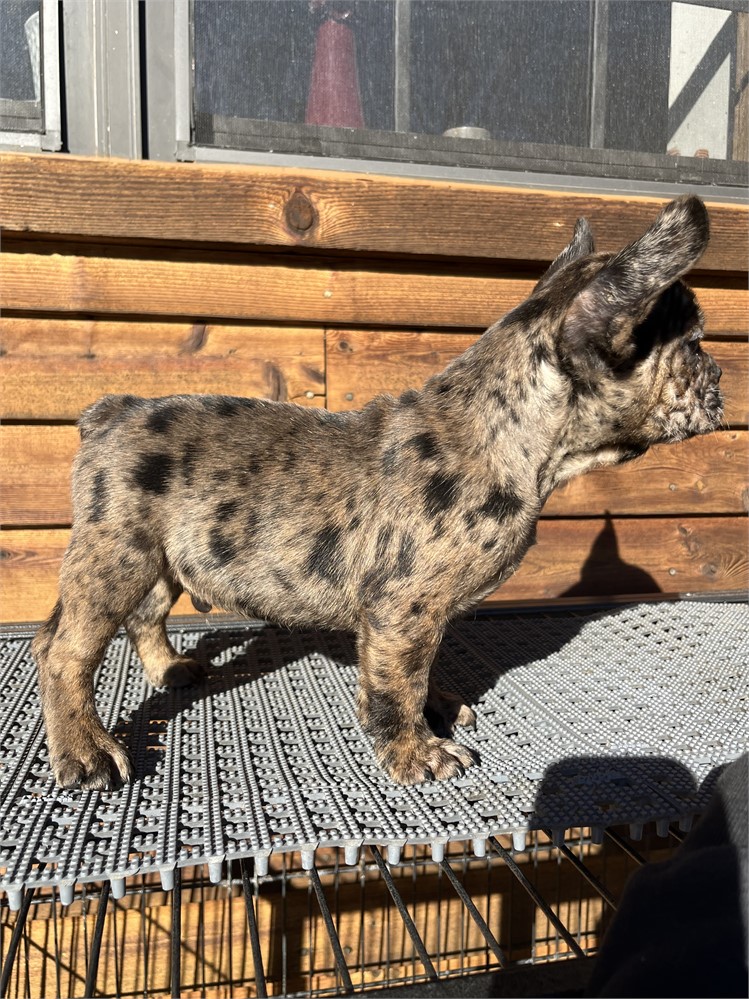 GORGEOUS MERLE AKC USDA CLEAN