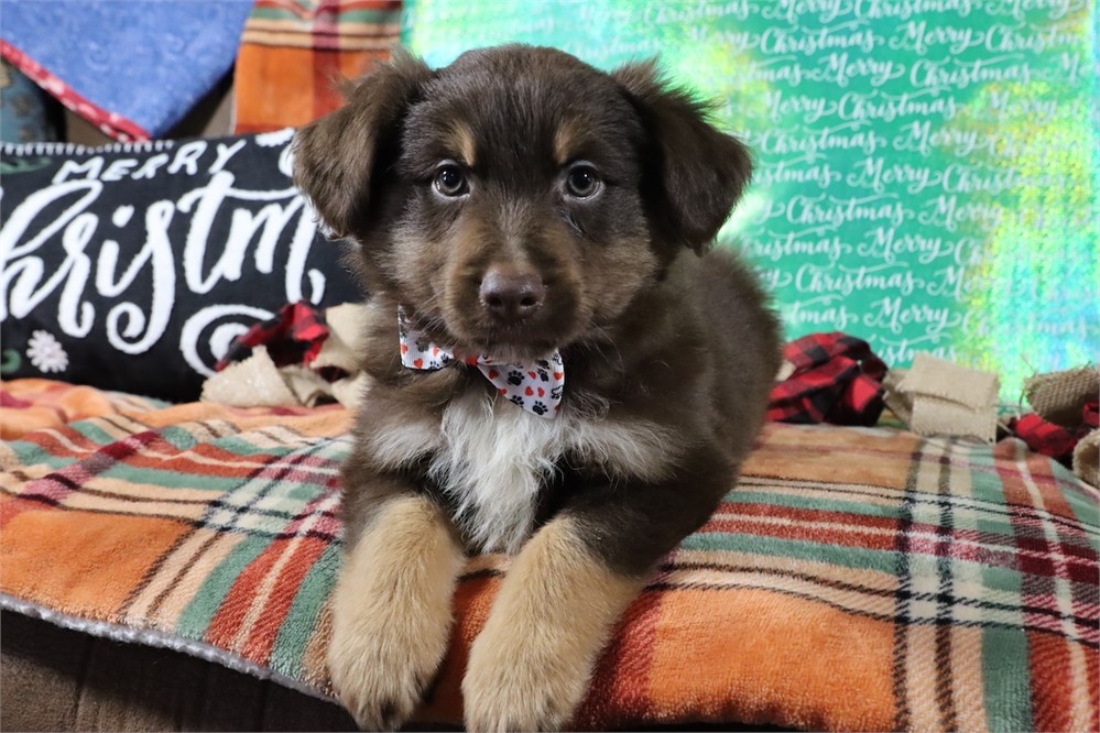 USDA CLEAN* MINI Aussie