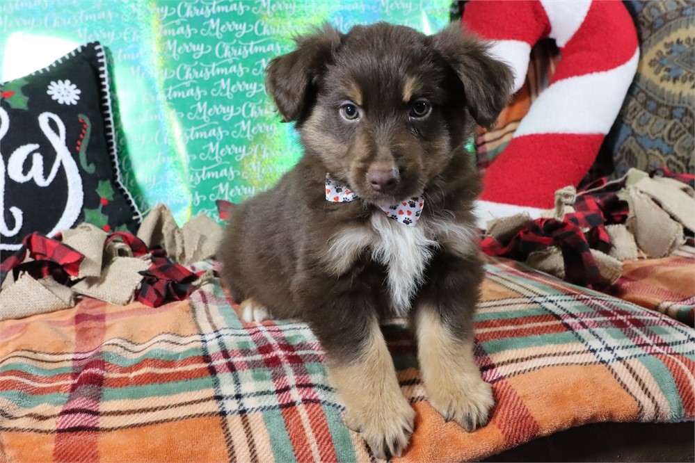 USDA CLEAN* MINI Aussie