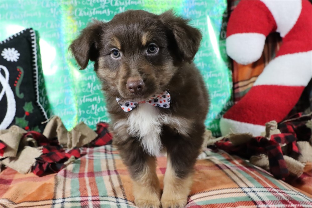 USDA CLEAN* MINI Aussie