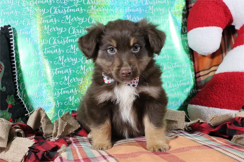 USDA CLEAN* MINI Aussie