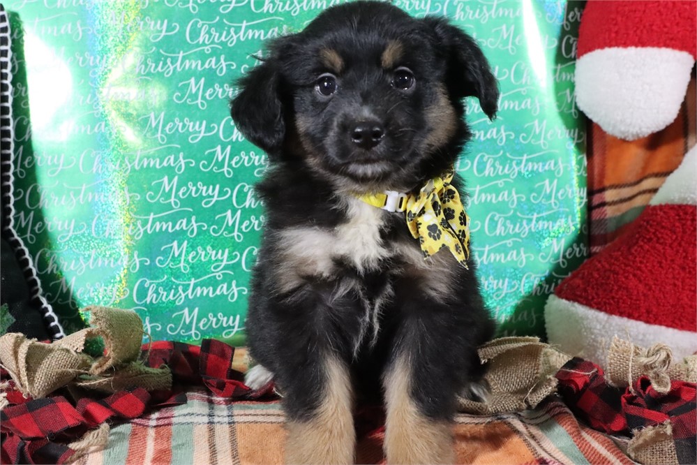 USDA CLEAN* MINI Aussie