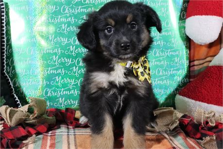 USDA CLEAN* MINI Aussie