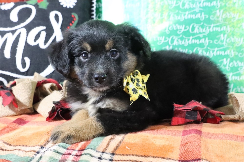 USDA CLEAN* MINI Aussie