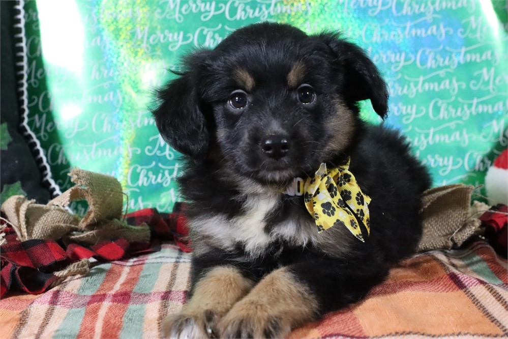 USDA CLEAN* MINI Aussie