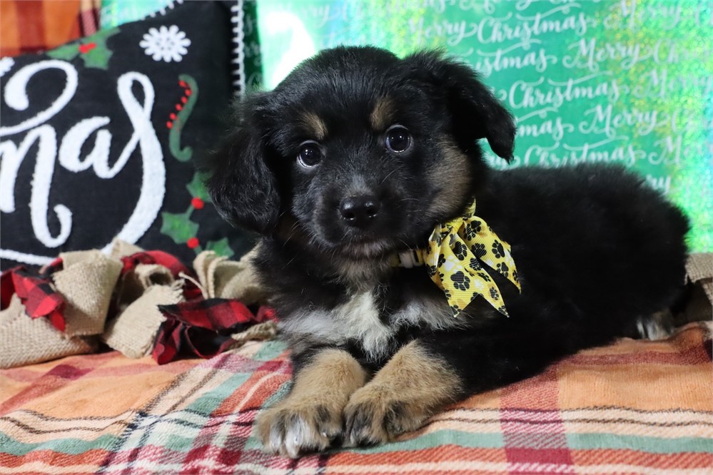 USDA CLEAN* MINI Aussie