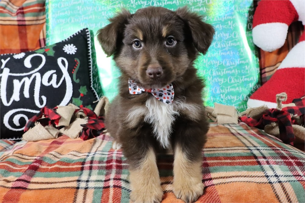 USDA CLEAN* MINI Aussie