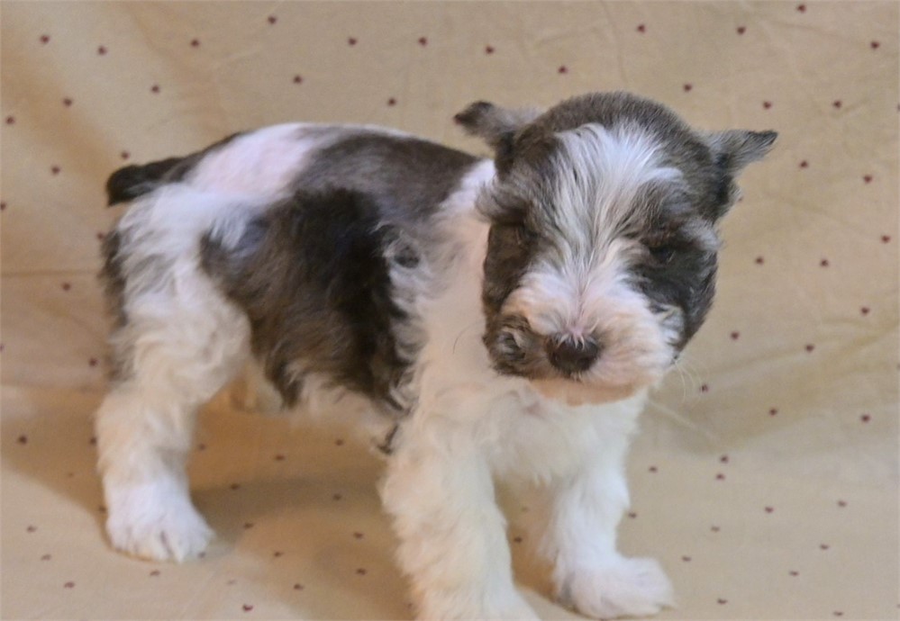 Priss Confetti Schnauzer
