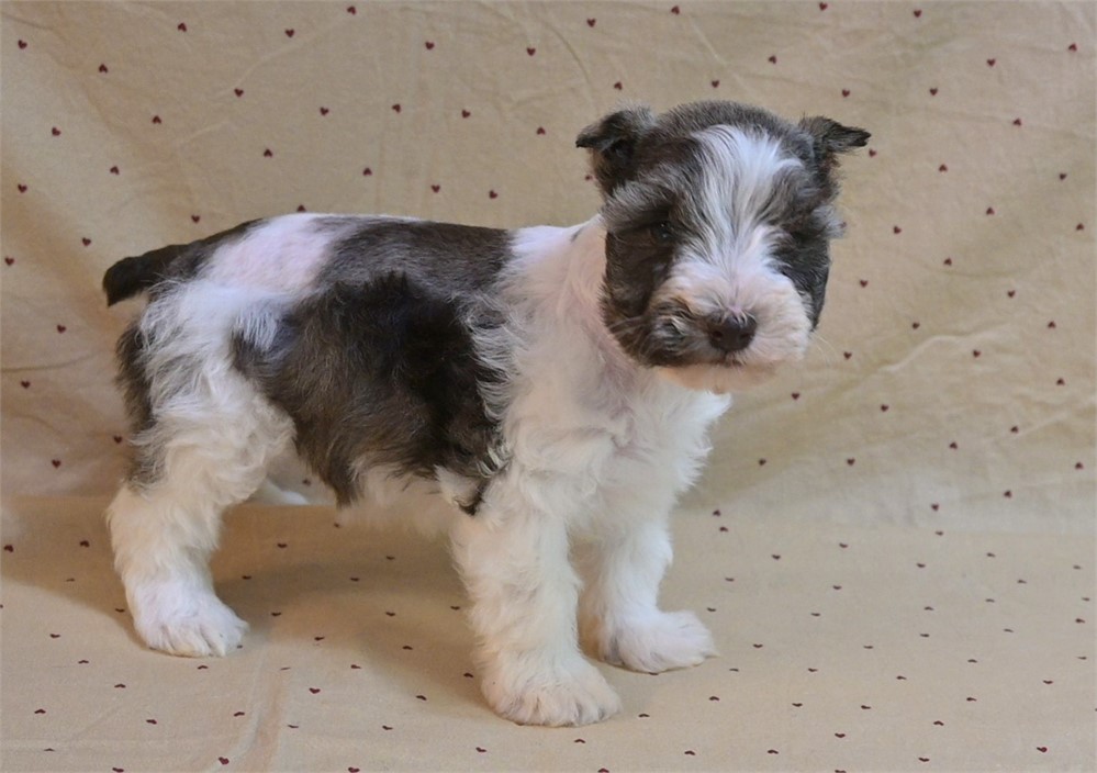 Priss Confetti Schnauzer