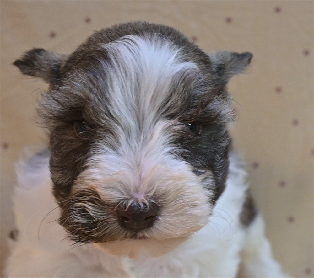 Priss Confetti Schnauzer