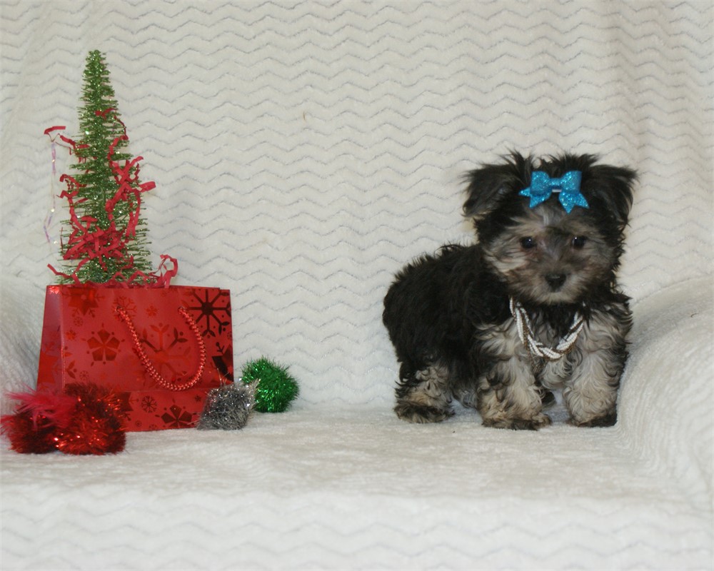 Female Morkie *UABR*