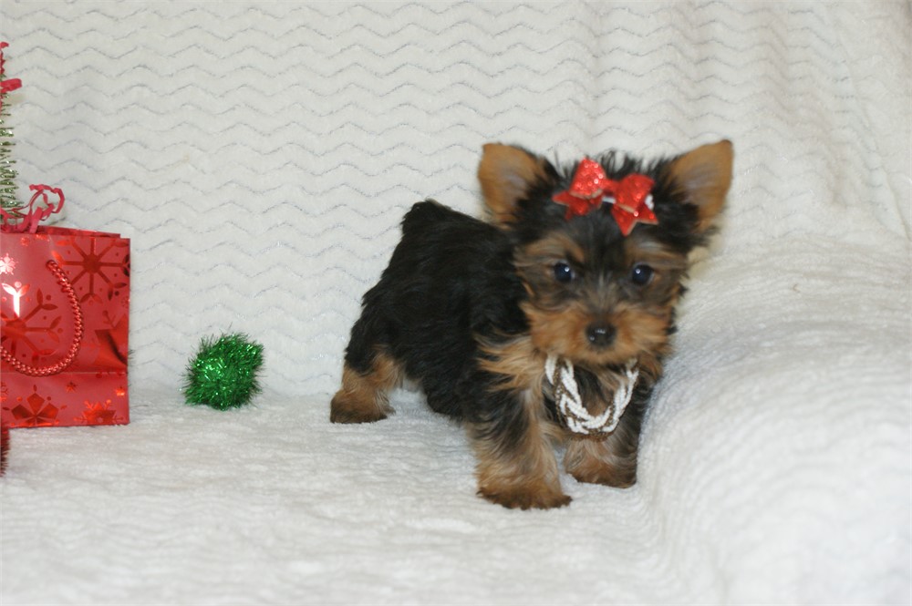 Female Yorkie *UABR*