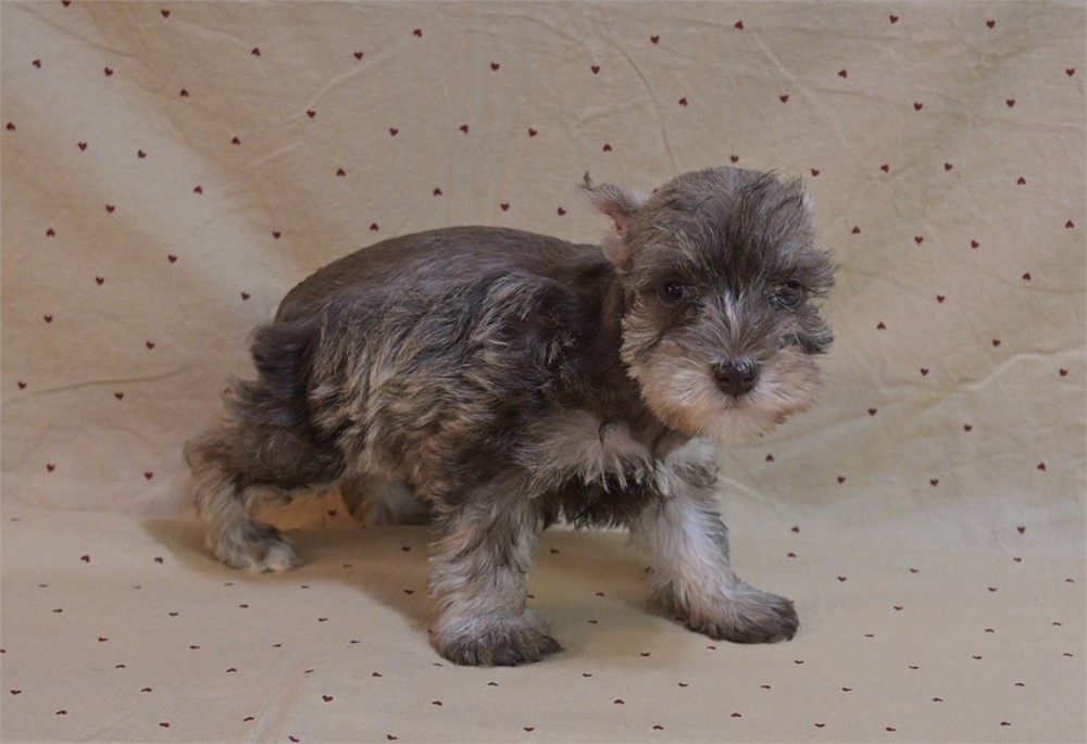 Glenda Cionfetti Schnauzer
