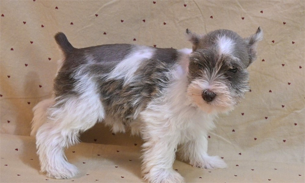 Sarah Confetti Schnauzer