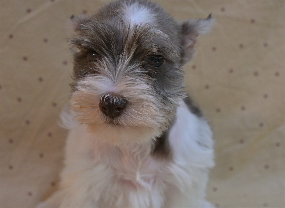Sarah Confetti Schnauzer