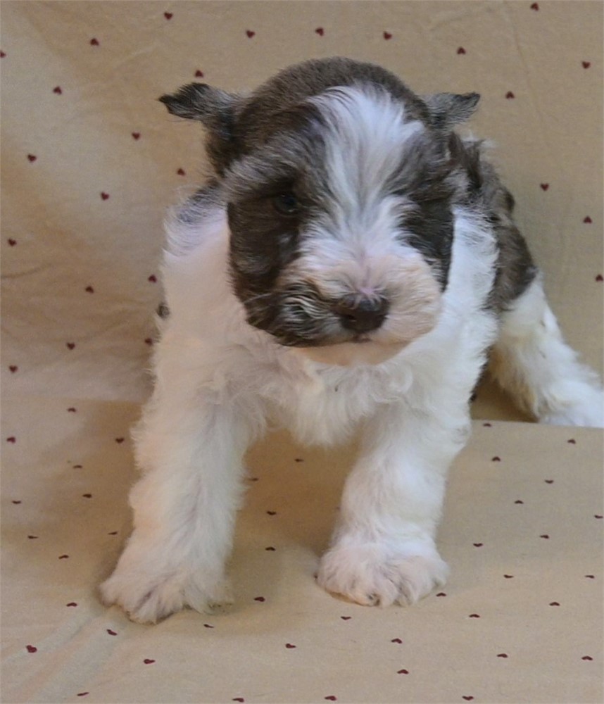 Priss Confetti Schnauzer