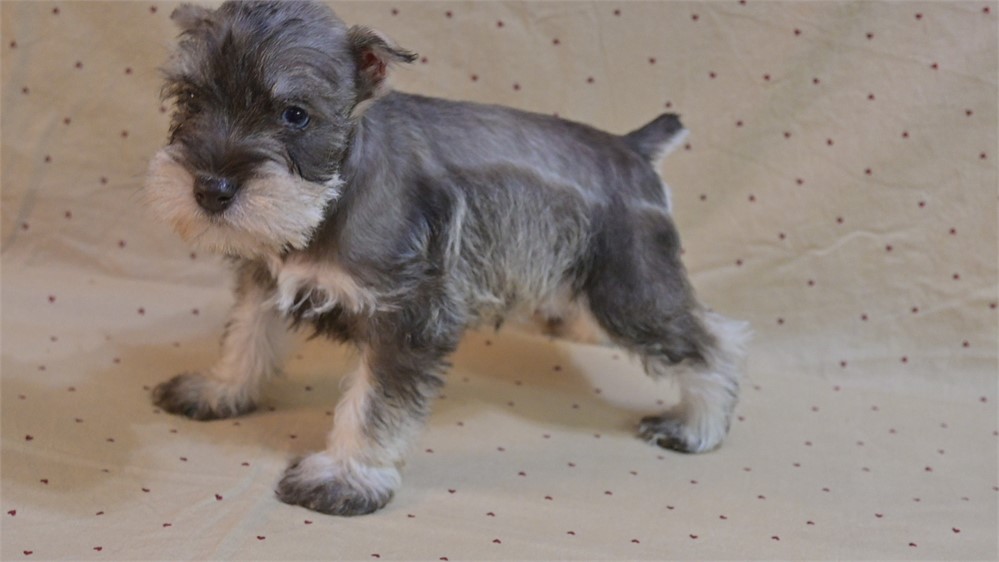 Sambo Confetti Schnauzer