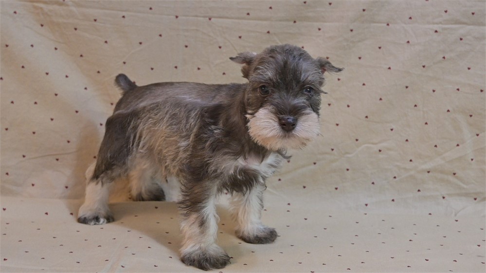Sambo Confetti Schnauzer