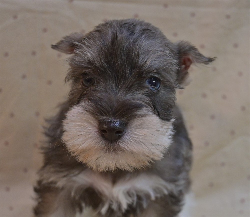 Sambo Confetti Schnauzer