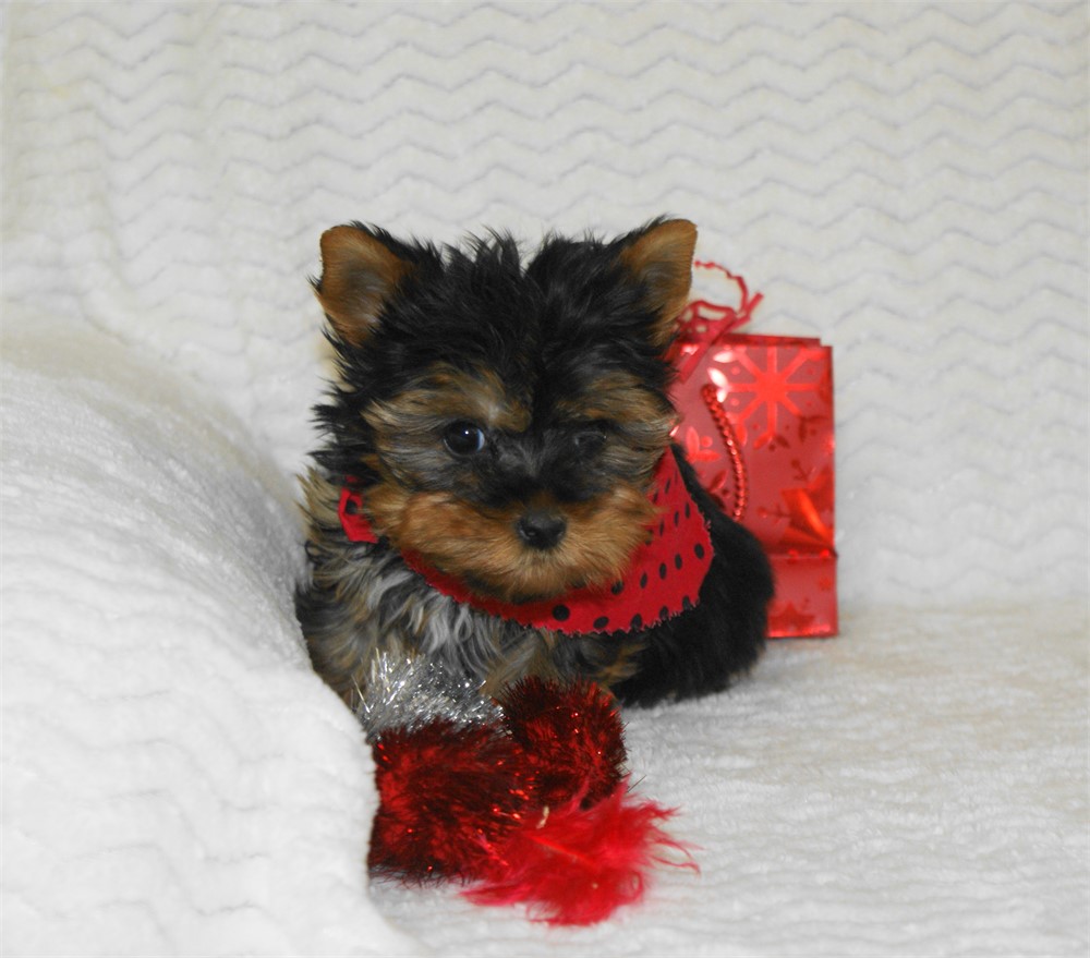 Male Yorkie *UABR*