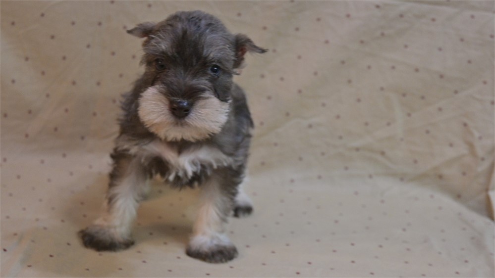 Sambo Confetti Schnauzer