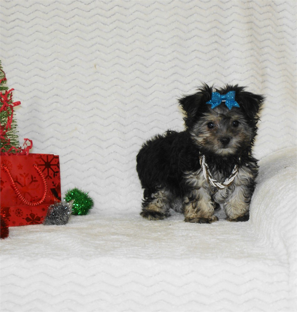 Female Morkie *UABR*