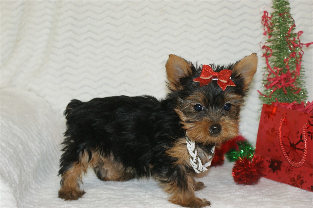 Female Yorkie *UABR*