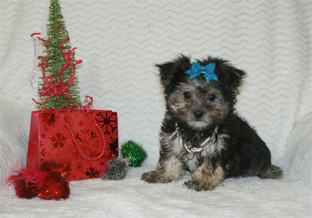 Female Morkie *UABR*