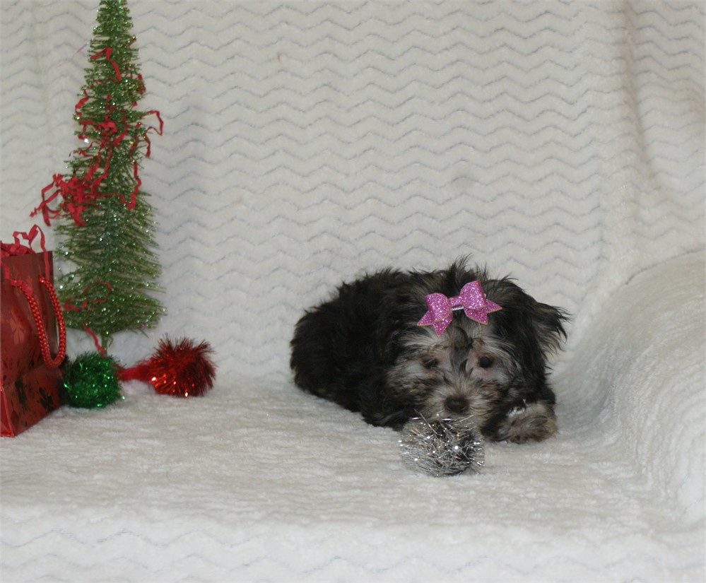 Female Morkie *UABR*