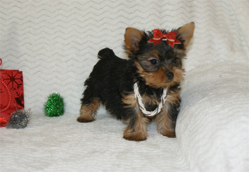 Female Yorkie *UABR*