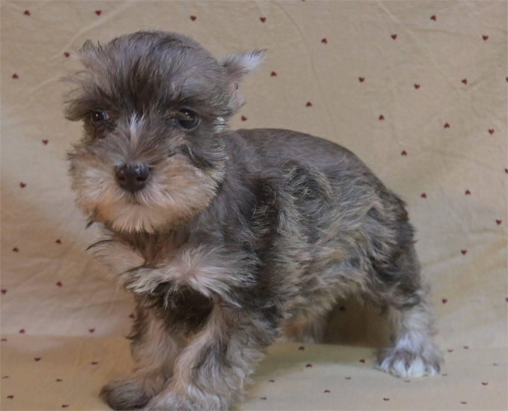 Glenda Cionfetti Schnauzer