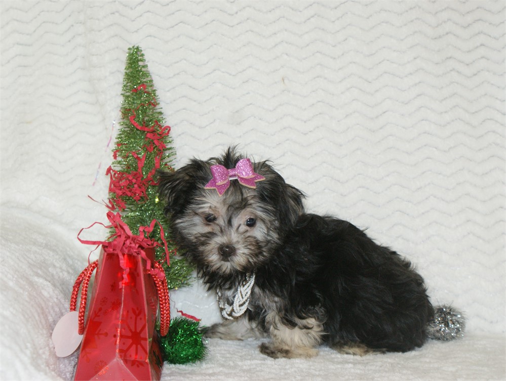 Female Morkie *UABR*