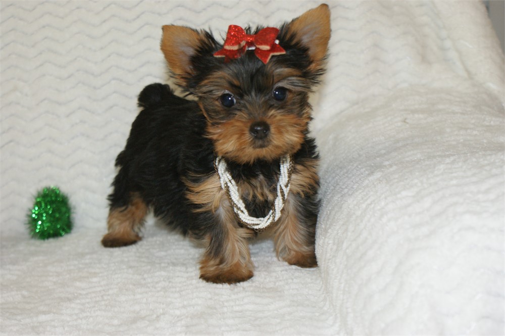 Female Yorkie *UABR*