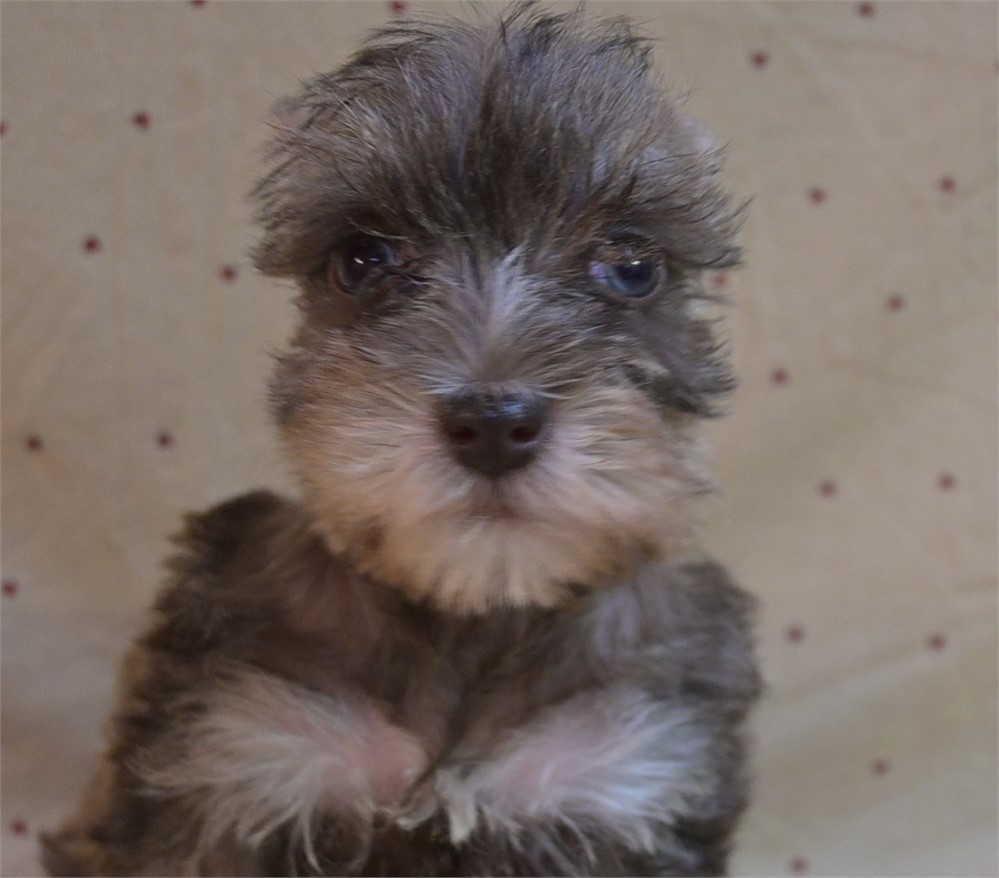 Glenda Cionfetti Schnauzer