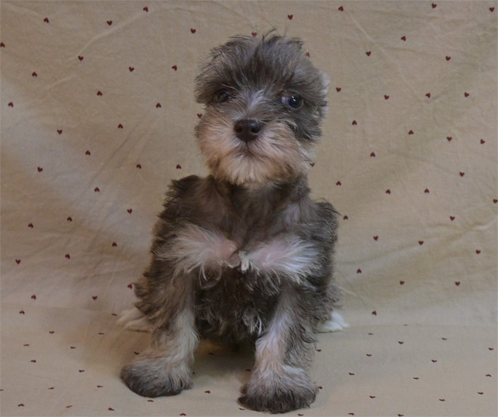 Glenda Cionfetti Schnauzer