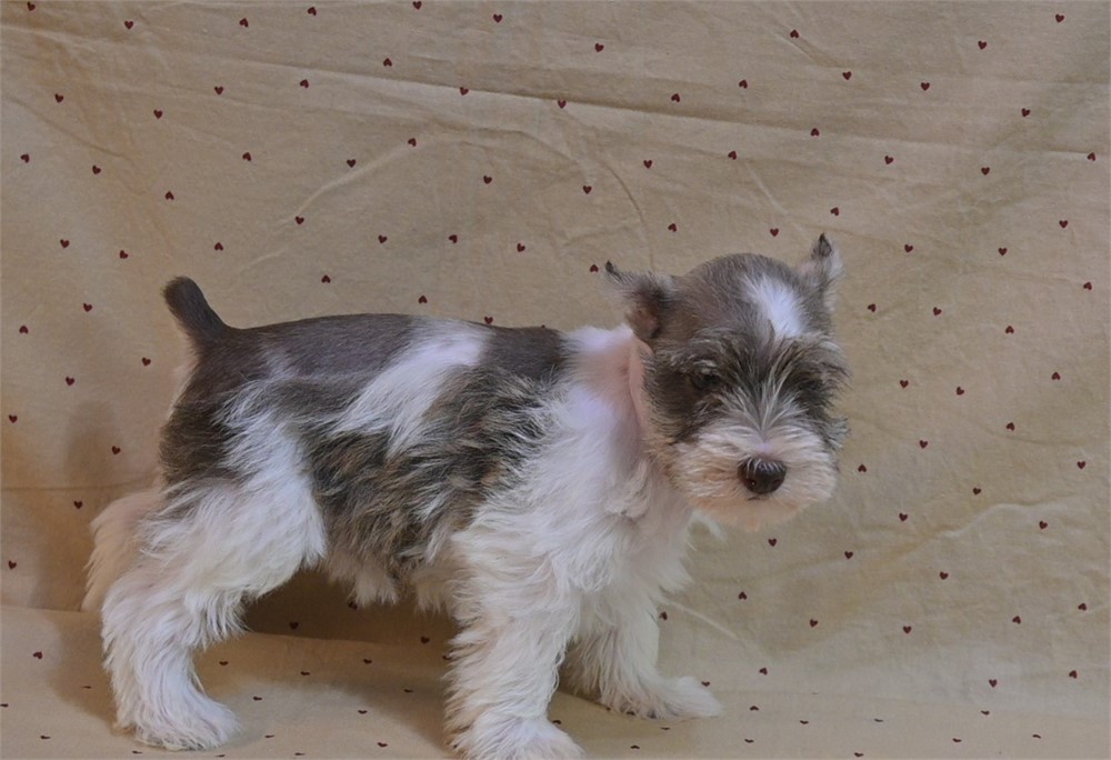 Sarah Confetti Schnauzer