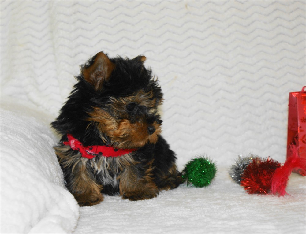 Male Yorkie *UABR*